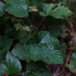 雨に濡れる葉っぱ