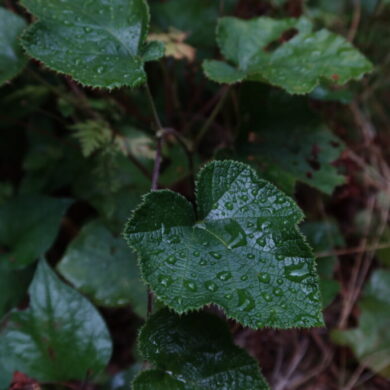 雨に濡れる葉っぱ