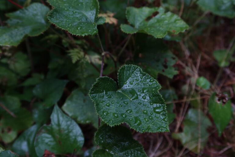 雨に濡れる葉っぱ