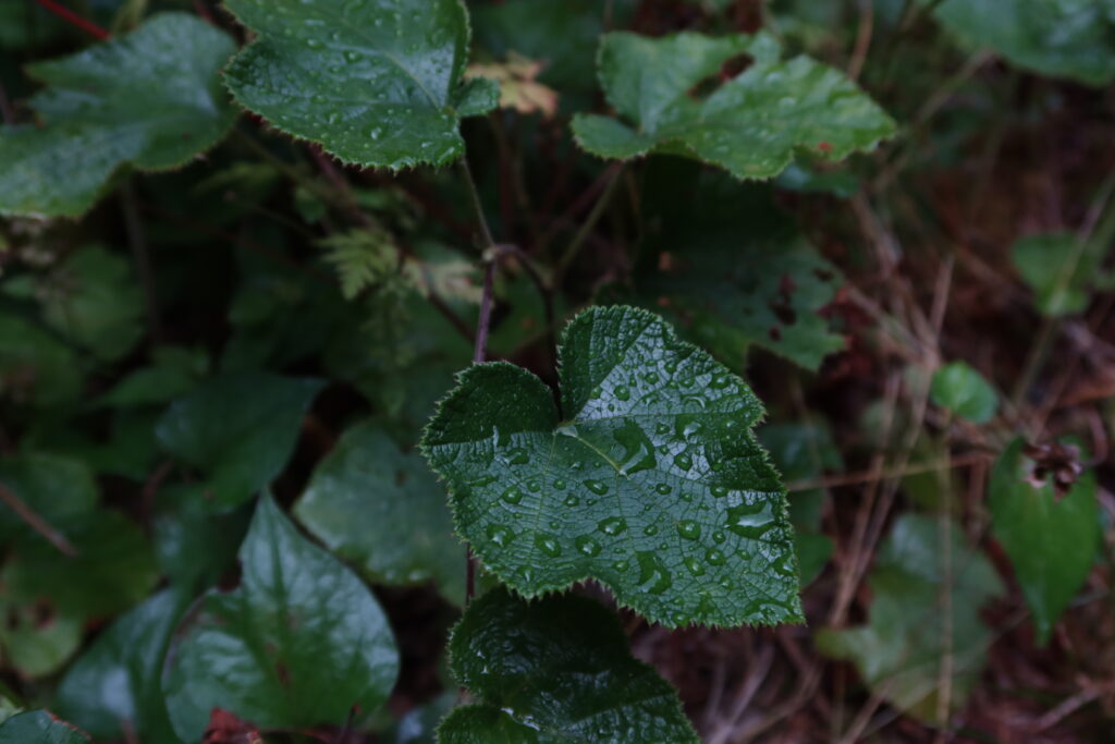 雨に濡れる葉っぱ
